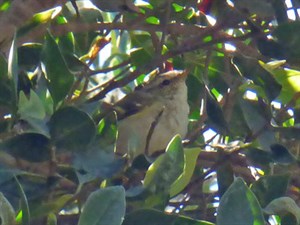 Yellow-browed Warbler - Phylloscopus inornatus © John Muddeman